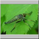 Neoitamus cyanurus - Raubfliege m01.jpg